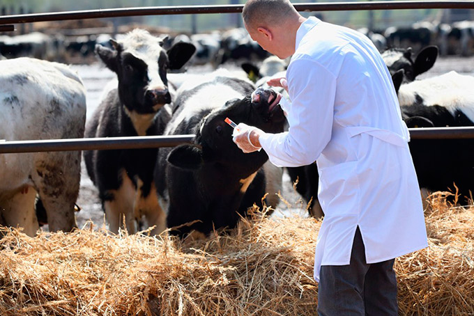 Governo vai abrir seleção para contratar médicos veterinários