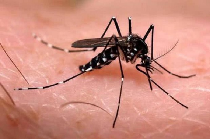 Cidade baiana tem tripla infestação provocada pelo Aedes 