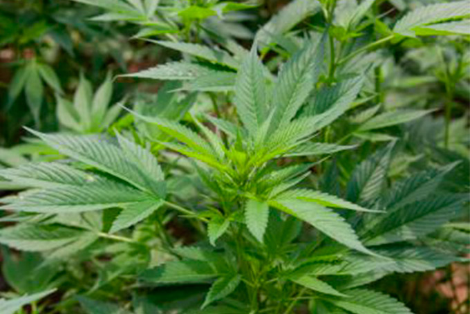 64,6% da população é contrária à legalização da maconha