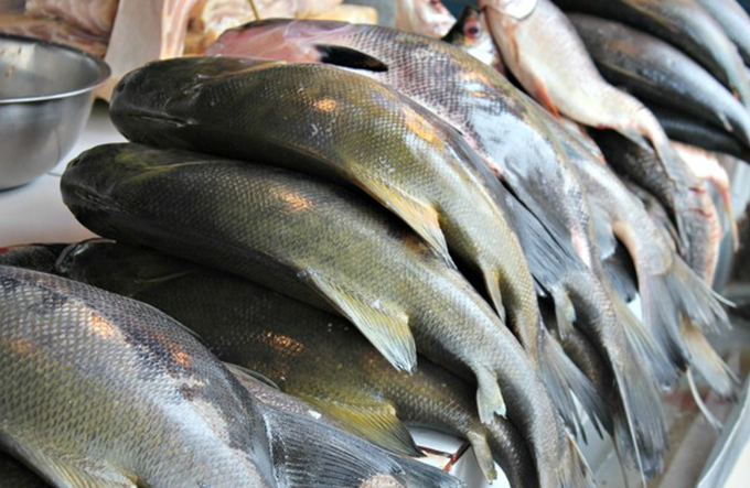 Operação Semana Santa fiscaliza qualidade do pescado em 13 estados