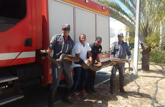 Sucuri de 4 metros resgatada após incêndio em vegetação