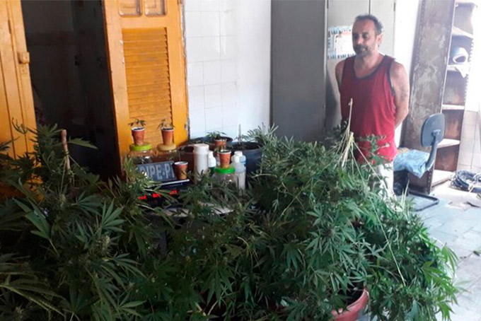 Homem é preso com plantação de maconha na Ilha