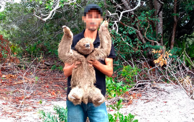 Bicho-preguiça é capturado por morador no centro de Mata 