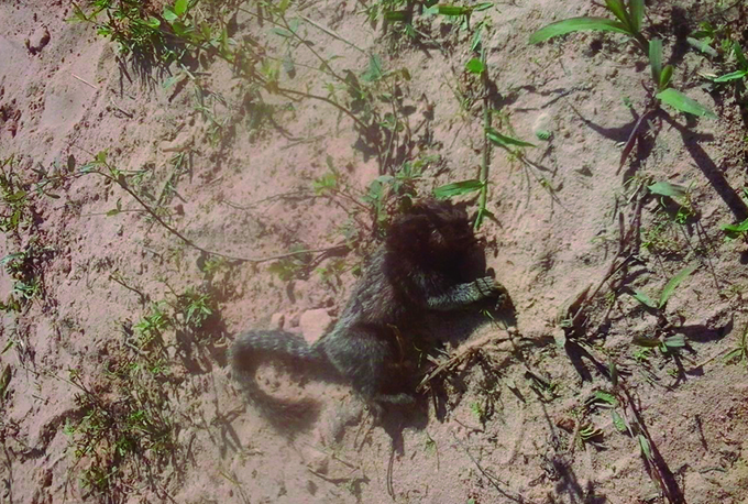Em menos de 72 horas, outro mico é achado morto no Caboré