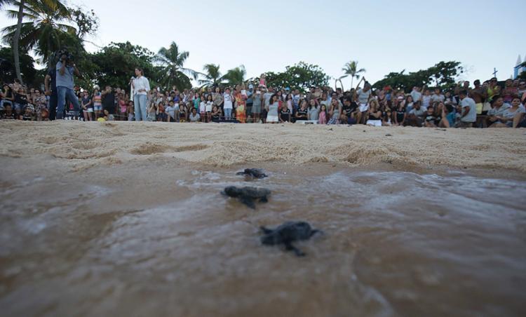 Tamar comemora soltura de 35 milhões de tartarugas marinhas