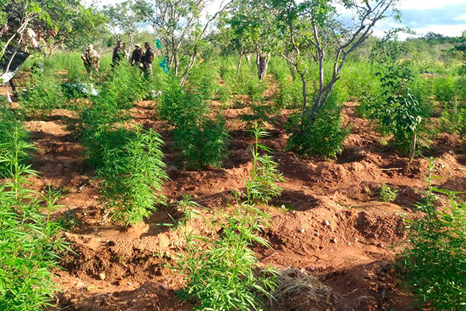 Polícia descobre 40 mil pés de maconha; suspeito morre em confronto