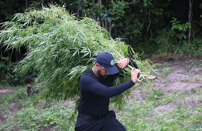 Traficantes buscam locais com irrigação para plantar maconha