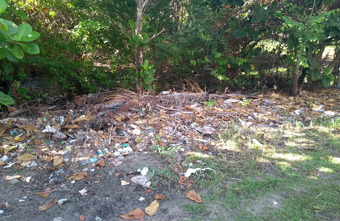 Moradores cobram limpeza e poda de árvores em Imbassaí