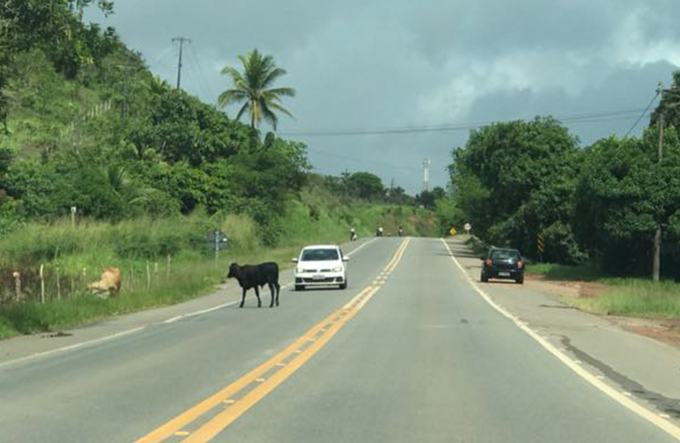 Animais voltam a circular normalmente na BA-093, em Dias d’Ávila 