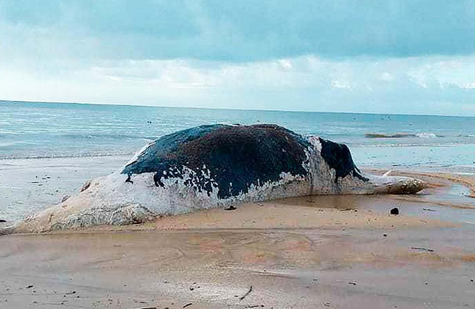 Baleia jubarte é achada morta e com marcas de mordida de tubarão