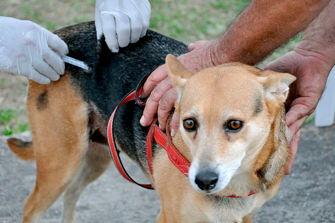 Cães e gatos já podem ser vacinados contra raiva; Confira 
