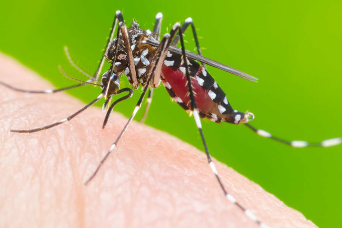 Ministério da Saúde confirma mais 15 mortes por dengue 
