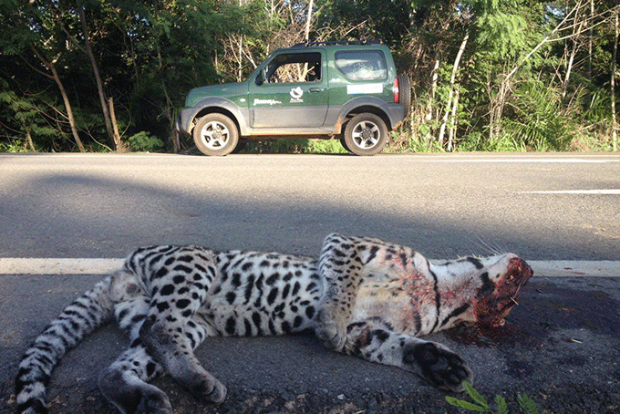 Jaguatirica é encontrada morta às margens da BA-099