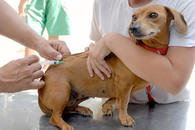 Cerca de 4 mil animais foram vacinados em Mata de São João