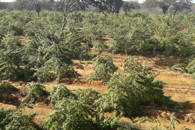 Polícia queima 100 mil pés de maconha no interior da Bahia