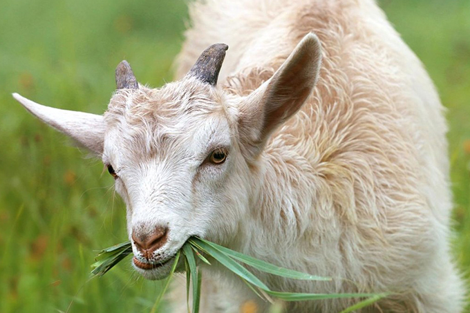 Supremo deve decidir hoje sobre sacrifício de animais em rituais religiosos