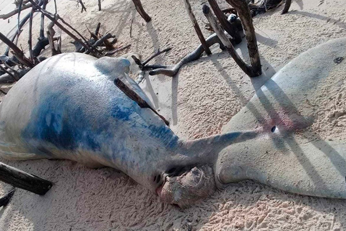 Baleia jubarte é achada morta em praia do extremo sul da Bahia
