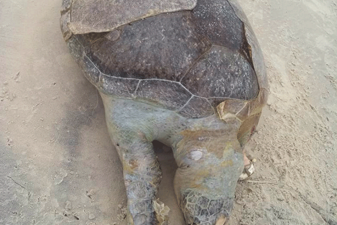 Tartaruga marinha é encontrada morta em Ilhéus