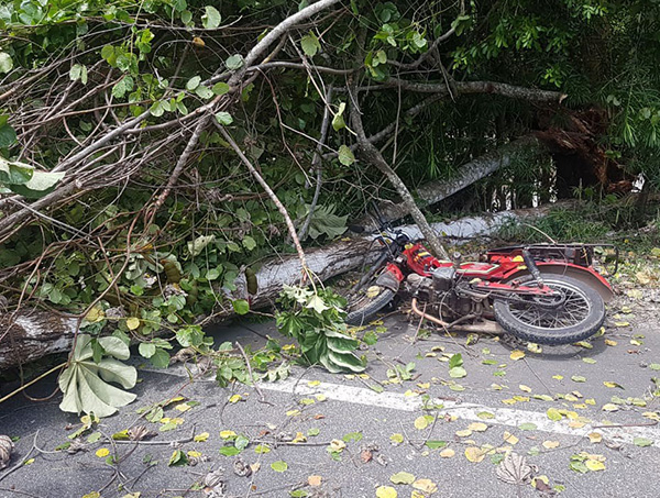 Árvore cai e atinge motociclista próximo à Praia do Forte