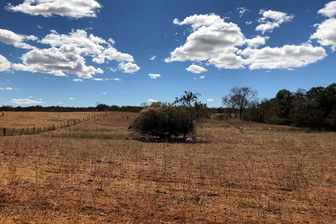 Seca atinge mais de 60 municípios do sudoeste baiano
