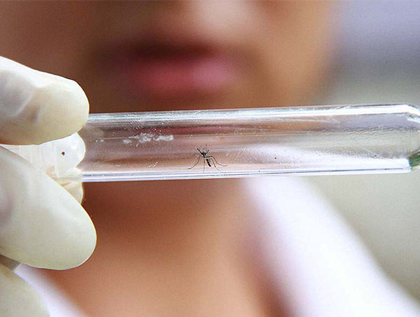 Bahia emite alerta contra dengue após número de casos da doença subir 94%