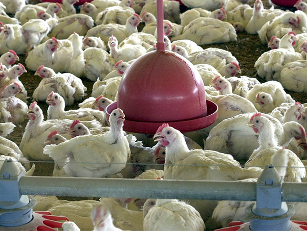 BRF recolhe carne de frango por risco de contaminação por salmonella