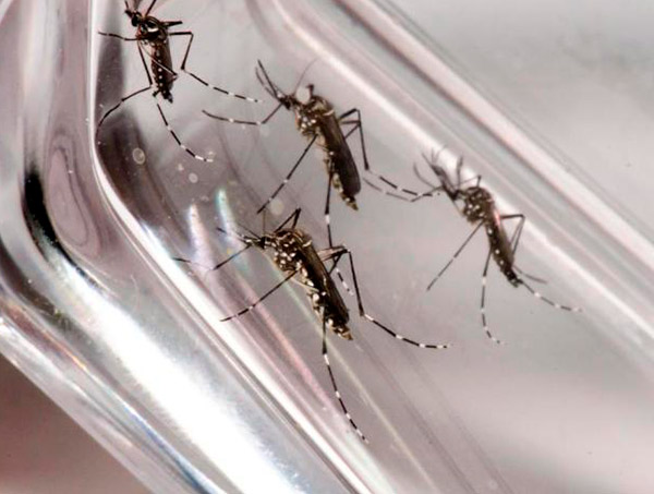 Casos de dengue crescem 322% na Bahia em 2019