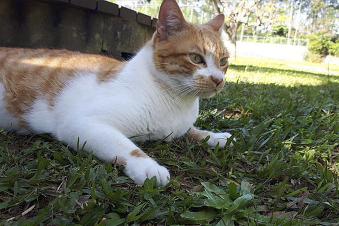 STJ decide que condomínios não podem proibir animais de estimação