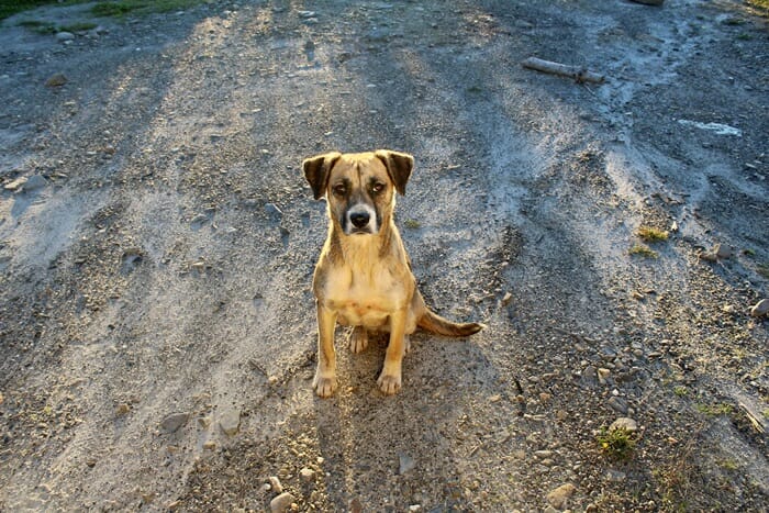 Matenses fazem abaixo-assinado contra abandono de animais na cidade