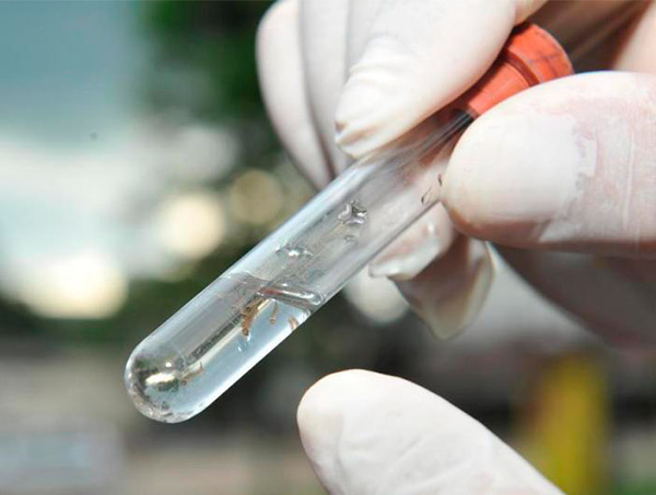 Casos de dengue crescem 535% na Bahia no 1º semestre