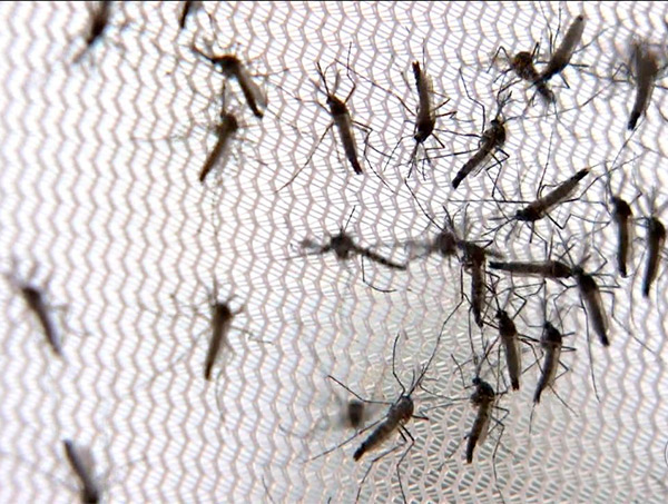Epidemia de dengue já atinge 354 municípios baianos