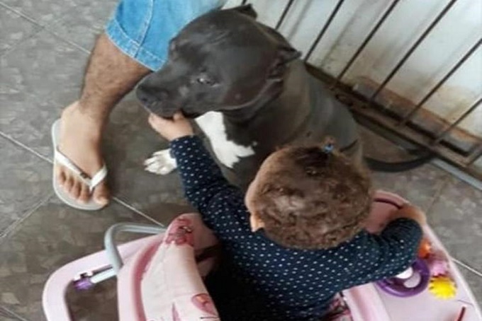Bebê morre após ser atacada por pitbull no interior da Bahia