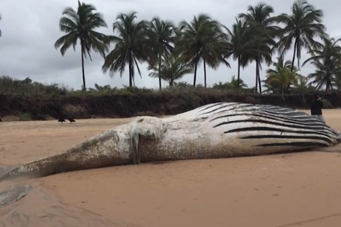 Baleia de 12 metros e filhote são encontradas mortas em praia na Bahia