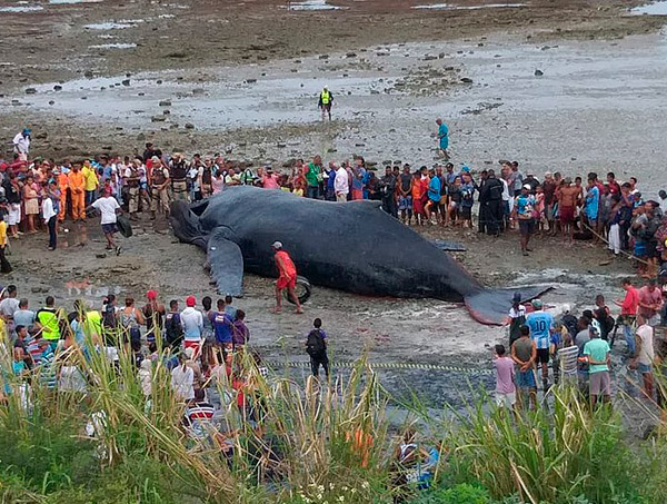 Baleia morre 3 horas depois de encalhar na praia de Coutos