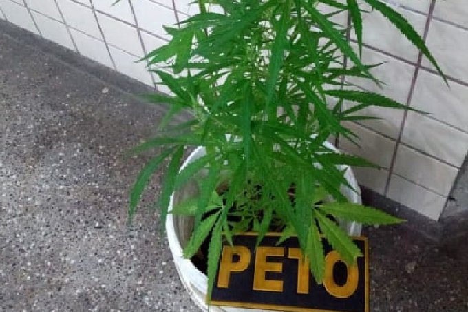 Polícia Militar apreende pés de maconha no bairro da Varginha