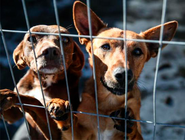 Doar realiza bazar solidário em prol de animais em situação de vulnerabilidade 