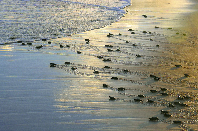 Projeto Tamar anuncia marca de 40 milhões de tartarugas protegidas