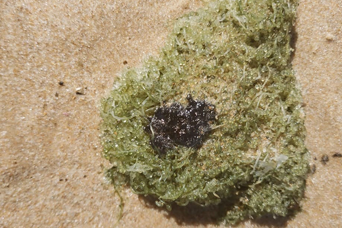 Prefeitura mantém alerta após aparecimento de mancha de óleo em Praia do Forte 