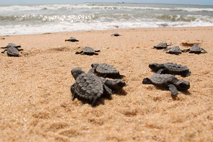 Projeto Tamar deixa de lançar 800 tartarugas em Sergipe
