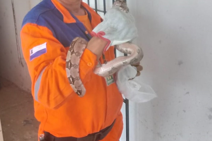 Jiboia de um metro e meio é encontrada dentro de escola em Camaçari