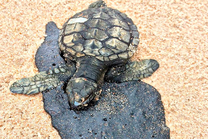 Mancha de óleo já matou pelo menos 10 filhotes de tartaruga, diz Projeto Tamar