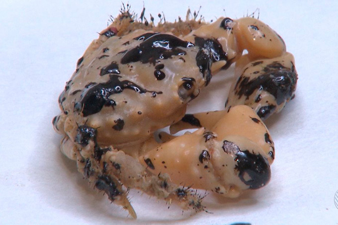 Pesquisadores da Ufba encontram óleo em aparelhos digestivos e respiratórios de peixes e mariscos