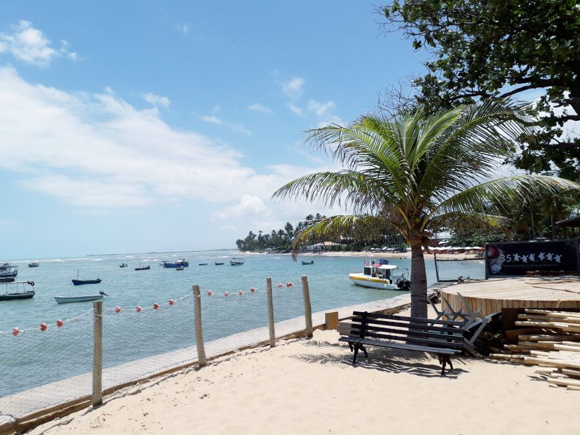 'Não há vestígios de óleo em peixes da Praia do Forte', conclui Tamar