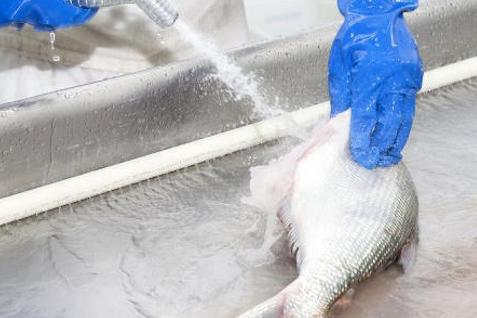 Exames mostram que pescados de áreas atingidas por óleo não apresentam riscos 