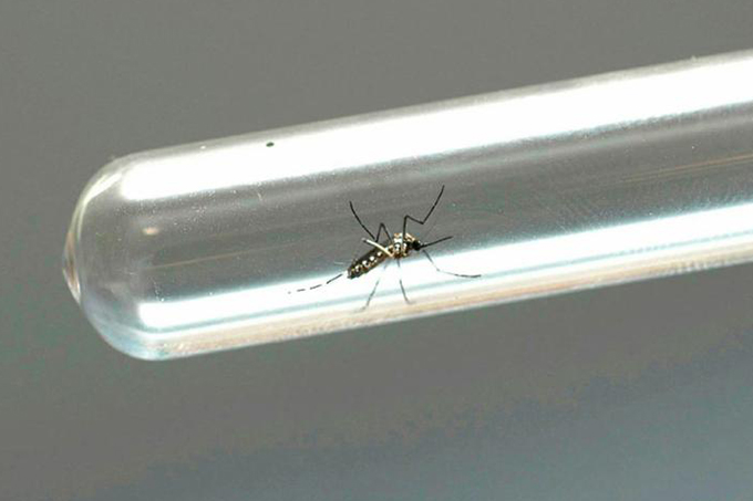 Começa a Semana de Mobilização Nacional e Dia D de combate ao Aedes aegypti