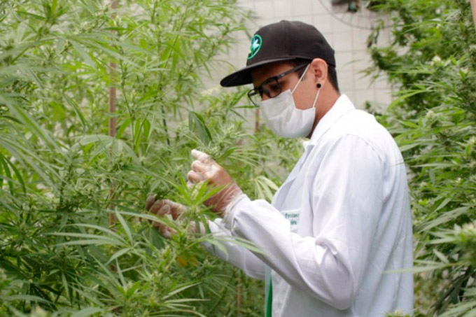 Anvisa aprova venda de produtos à base de Cannabis em farmácias