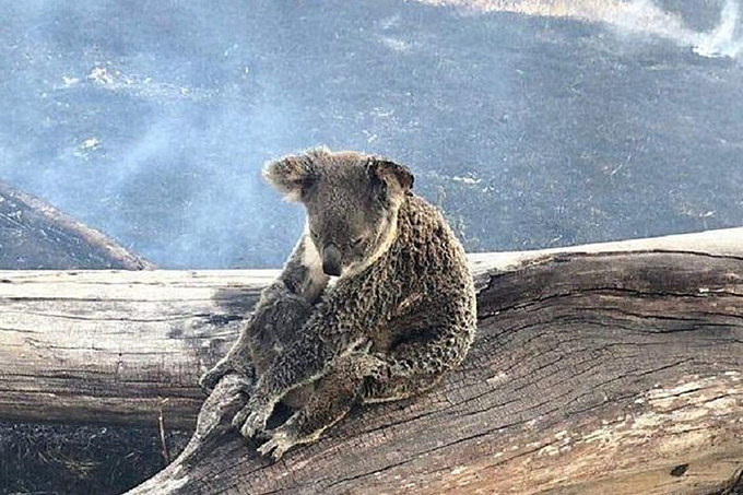Um terço da população de coalas pode ter morrido durante incêndio na Austrália