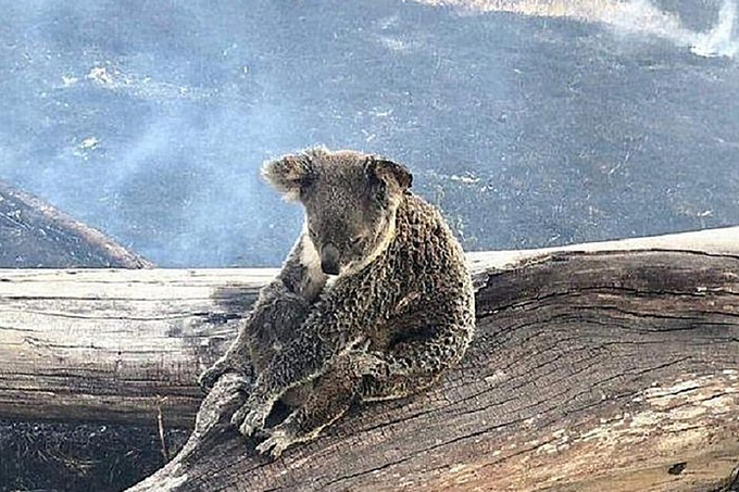Mais de um bilhão de animais já morreram em incêndios na Austrália
