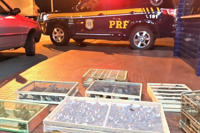 Cerca de 500 pássaros silvestres são apreendidos dentro de carro