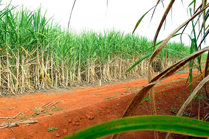 Produtores de cachaça vão doar 70 mil de litros de álcool ao SUS